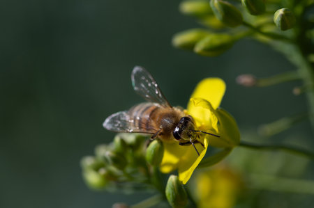 Close-up of a small honeybee searching for pollen on a yellow rapeseed flower. The background is green with space for textの写真素材