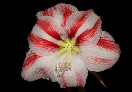 Close-up of the blossom of a red and white striped amaryllis. The pollen is clearly visible. The background is darkの写真素材
