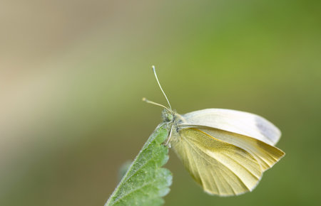 Close-up of a yellow butterfly, a small cabbage white (Pieris rapae), sitting on your green leaf. There is space for text in the background.の写真素材