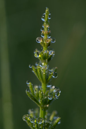 Close-up of a young field of horsetail covered with dewdrops. The background is green. The picture is in portrait format.の写真素材