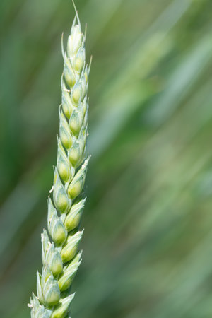 Close-up of an ear of green wheat against a green background. The picture is in portrait format. There is space for text.の写真素材