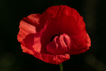 Close-up of a red flower of the wild poppy. The light shines on the petals. The background is dark.の写真素材