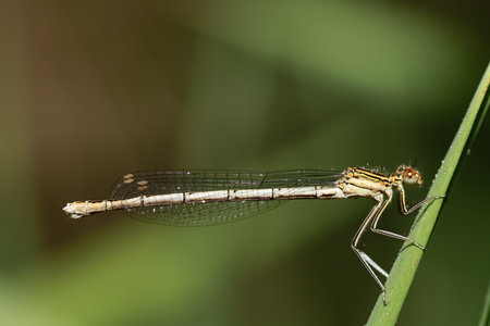 Close-up of a small feather dragonfly sitting on a blade of grass. The animal is covered with small...