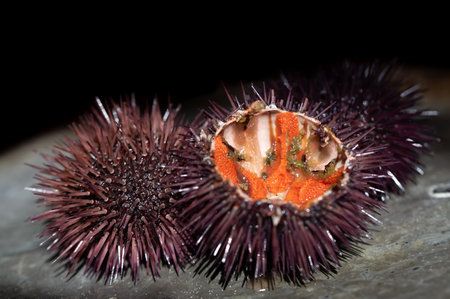 Close-up of freshly caught female sea urchins. A sea urchin is cut open and you can see the orange-colored eggs.の写真素材