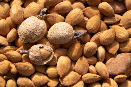 Background and texture of freshly peeled almonds. On top of the almonds are three pieces that are still in their shells or partially shelled.の写真素材