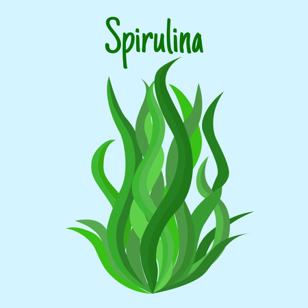 Illustration of superfood algae - spirulina in flat style. Isolated organic healthy food.のイラスト素材