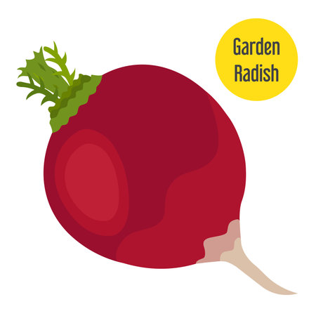 Garden radish in flat style with golden label.のイラスト素材