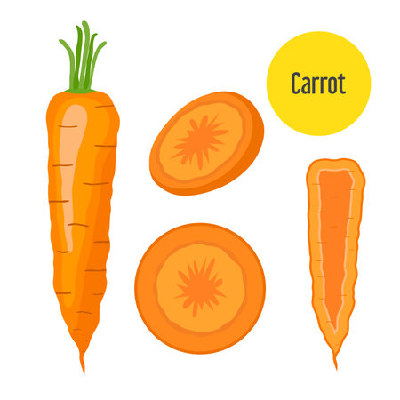 Set of carrot. Sliced, chopped sweet carrot in flat  style.のイラスト素材