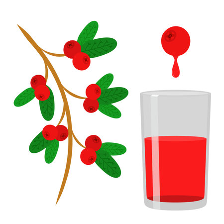 Cowberry, lingonberry in flat vector style. Sweet red forest berry. Berry juice. Cranberry.のイラスト素材