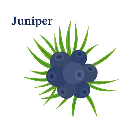 Juniper berries. Fresh herb for alcohol dry gin. Flat vector style.のイラスト素材