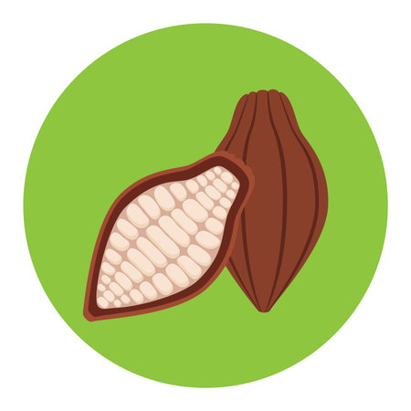Sweet organic cacao. Fruit, food ingredient in flat vector style.のイラスト素材