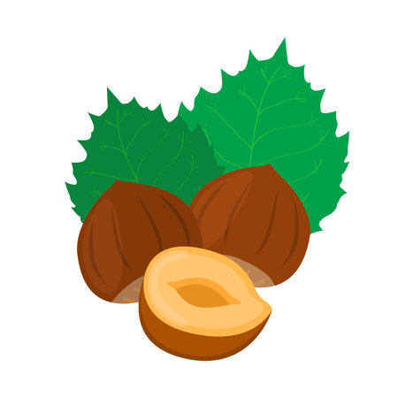 Hazelnut with green leaves in flat cartoon style.のイラスト素材