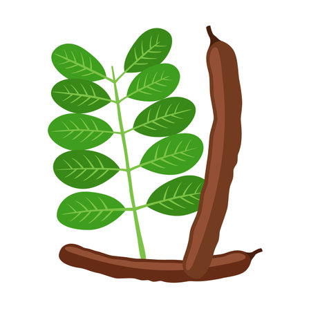 Carob pods,  leaves. Superfood. Vegetarian decaffeinated food. Flat vector style.のイラスト素材