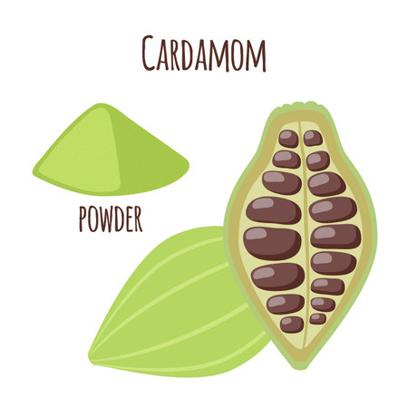 Cardamom spice for food in cartoon flat style. Healthy organic ingredient, powder.のイラスト素材