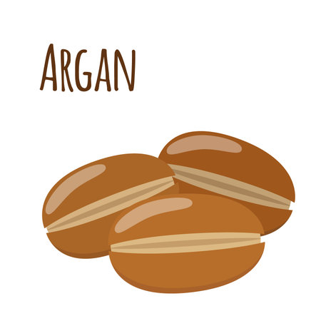 Argan fruit. Herbal cosmetics, eco therapy. Natural product. Cartoon flat style.のイラスト素材