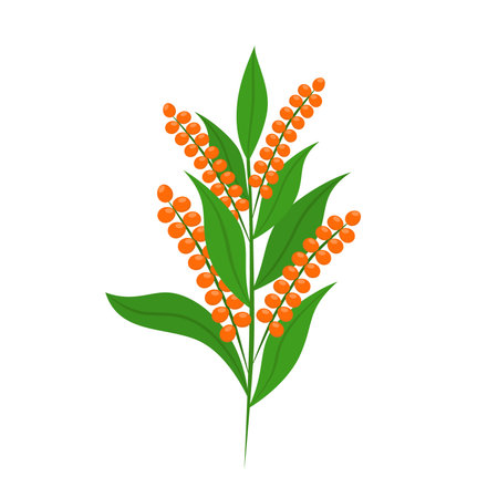 Quinoa set. Seeds, healthy quinoa vegetarian food. Cartoon flat vector style.のイラスト素材