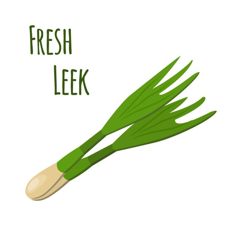 Fresh leek, made in cartoon flat style. Healthy vegetarian nutrition. Garden, farm product.のイラスト素材
