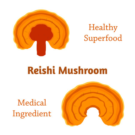 Reishi mushroom, Ganoderma lucidum made in flat style. Healthy organic superfood.のイラスト素材