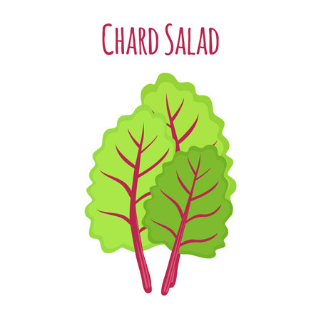 Chard salad, leaf of swiss plant, vegetarian nutrition. Made in cartoon flat style. Vector illustrationのイラスト素材