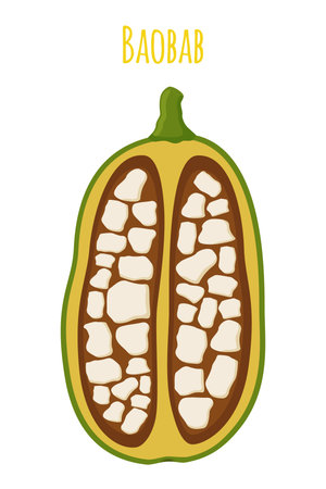 Baobab, organic nutrition, exotic detox fruit. Made in cartoon flat style. Vector illustrationのイラスト素材