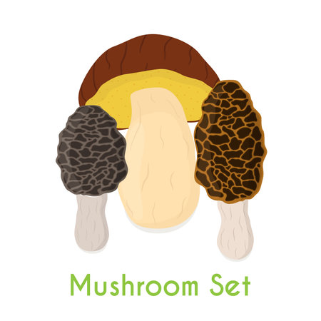 Edible mushroom, bolete, morel mushrooms, made in cartoon style, illustration,のイラスト素材