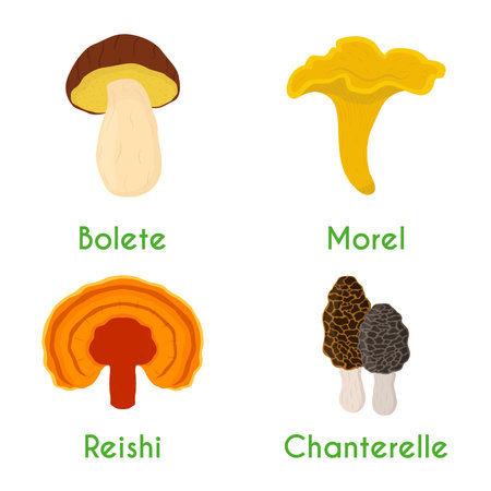 Mushroom set - bolete, reishi, chanterelle, morel. Made in cartoon flat style. Vector illustrationのイラスト素材