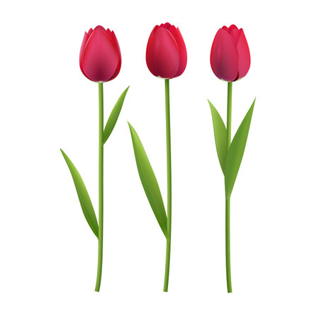 Flower tulip-rose maroon-red color. Set.のイラスト素材