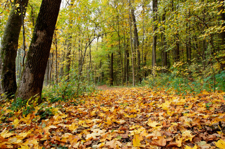 autumn forestの写真素材
