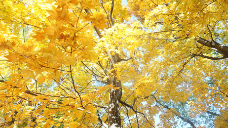 Yellow leaves tree in autumn background