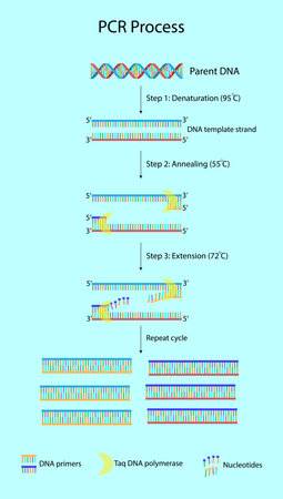 Polymerase chain reaction or PCR is a technique to make many copies of a specific DNA region in laboratoryのイラスト素材