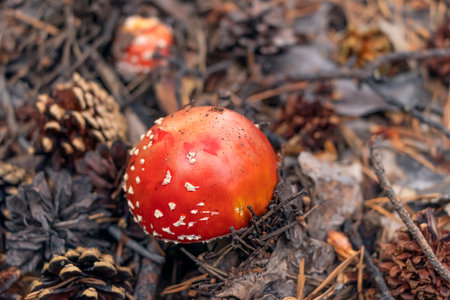red fly agaric in the forest against the background of cones