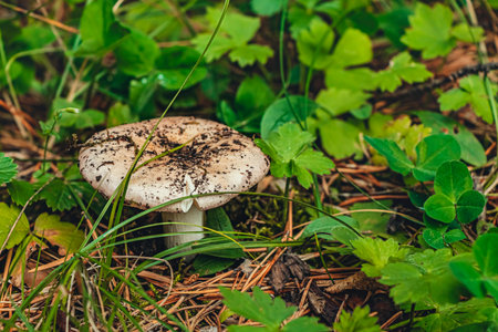 edible mushroom sprouted through green grass