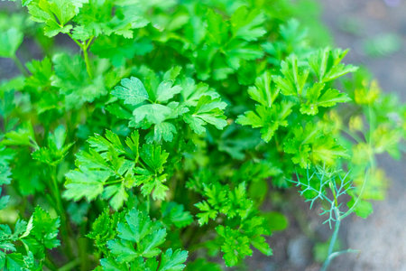 Bunch of parsley grows on the garden bed. growing herbs, parsley leaves. Soft focus Harvesting concept.の写真素材