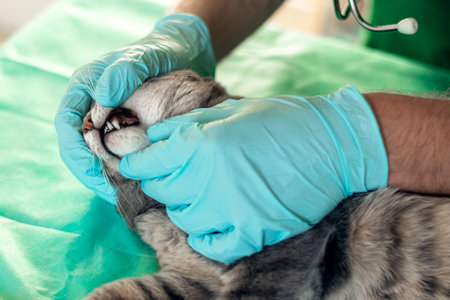 Gray cat on the examination table of the veterinary clinic. Male veterinarian examines the teeth of the animal. Cat fangs. Veterinary care. Veterinarian and cat.の写真素材