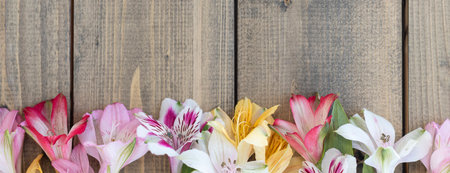 Banner with background from multi-colored flowers on wooden table. multicolored alstroemeria, pink, yellow, magenta, white and red alstroemerias. Soft focusの写真素材