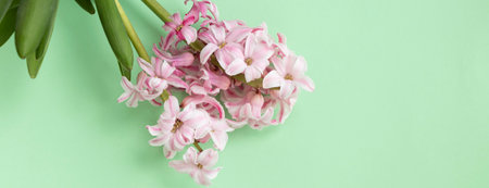 banner with pink hyacinth flowers on pastel green colors with space for your text. Spring coming concept. Spring or summer background. Top viewの写真素材