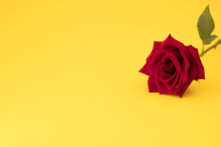 One red rose on yellow background with space for your text. soft focusの写真素材