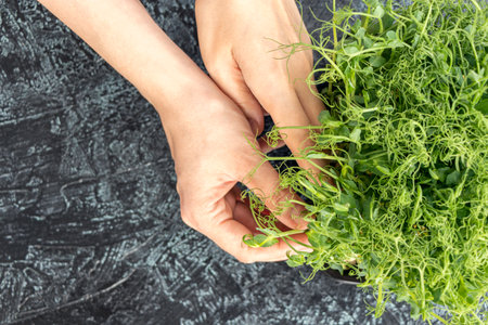Closeup Female hands pluck young sprouts of peas or beans. green, juicy, fresh salad in container on black textured background. healthy food concept. Top viewの写真素材