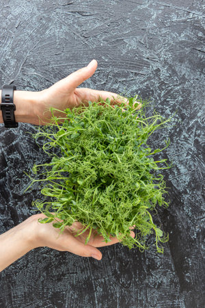Female hands hold young sprouts of peas or beans. green, juicy, fresh salad in a container on a...