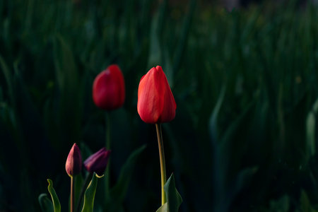 red tulip in the rays of sunset on a background of dark green grass. Spring concept.