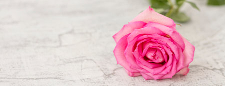 banner with pink rose on grey textured background. copy space.の写真素材