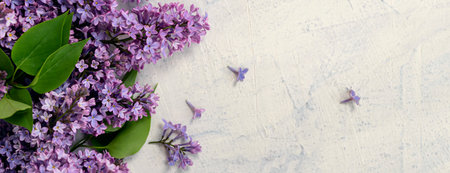 banner with purple lilac flower on the bush. Flat lay with spring blossom. spring or summer concept. blooming lilac bush.の写真素材