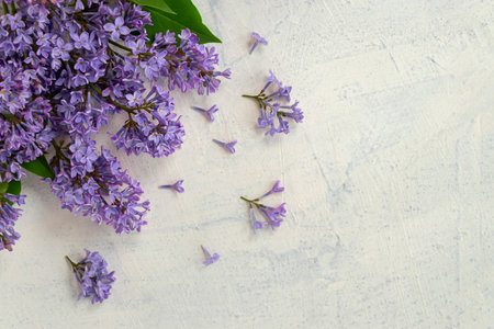 flat lay with very peri color lilac flowers and green leaves on a textured background. the concept of summer, spring, nature bloom, holiday and congratulations. copy space.top viewの写真素材