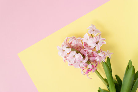 spring coming concept. pink hyacinth flowers on pastel yellow and pink colors background. Spring or summer postcard. Top viewの写真素材