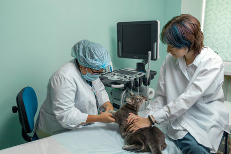 Gray cat in a veterinary clinic is examined by an animal doctor. female veterinarian in a medical...