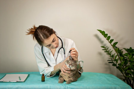 A female veterinarian puts drops into the ear of a gray cat. The pet was examined at a veterinary...