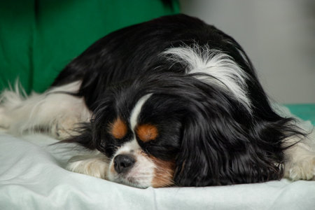 Close-up photo of a sad dog lying on a table with its eyes closed. The dog appears tired or unwell, evoking emotion and tenderness. Suitable for veterinary, pet care, or emotional storytelling themesの写真素材