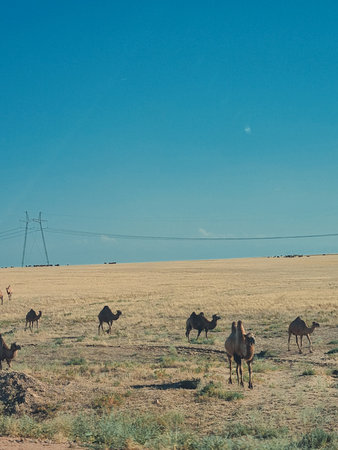 Vertical photo of camels standing in the open steppe under a clear sky, with power lines crossing the background.の写真素材
