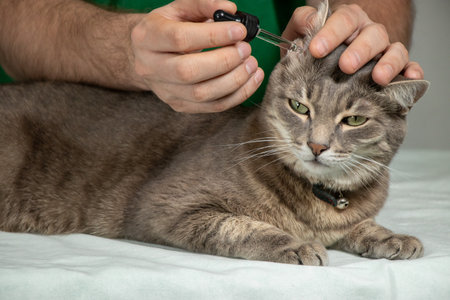Male veterinarian gently applies ear drops to gray cats ear on exam table. Veterinary care, pet...