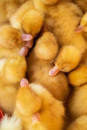 Family of Yellow Baby duck togetherの写真素材